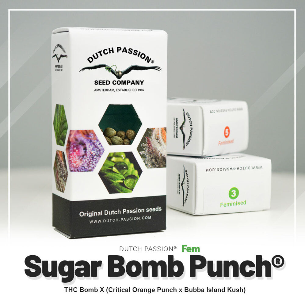 Hanfsamen DP Sugar Bomb Punch Fem (euphorisch