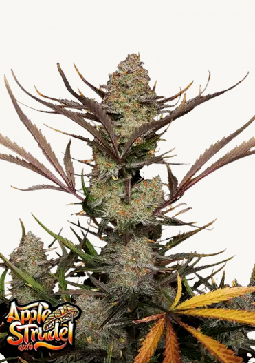 Hanfsamen FastBuds Apple Strudel Auto (süß