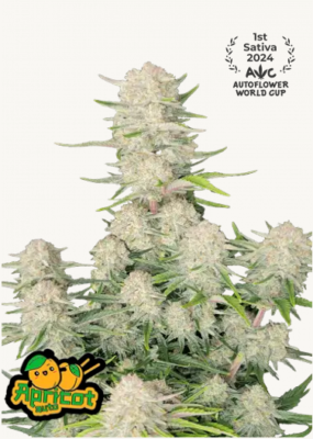 Hanfsamen FastBuds Apricot Auto (fruchtig