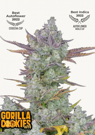 Hanfsamen FastBuds Gorilla Cookies Auto (süß