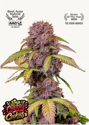 Hanfsamen FastBuds Lemon Cherry Cookies Auto (fruchtig