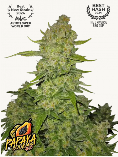 Hanfsamen FastBuds Papaya Cookies Auto (fruchtig