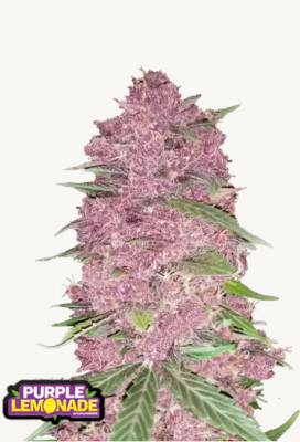 Hanfsamen FastBuds Purple Lemonade Auto (zitrusartig