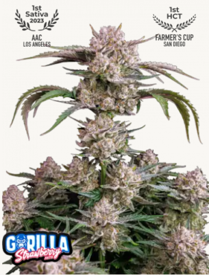 Hanfsamen FastBuds Strawberry Gorilla Auto (fruchtig