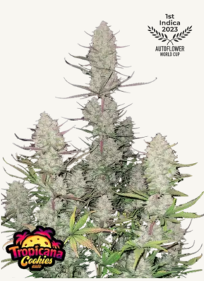 Hanfsamen FastBuds Tropicana Cookies Auto (fruchtig