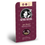 Hanfsamen Sensi Big Bud Feminized (XXL-Ertrag, beruhigend)
