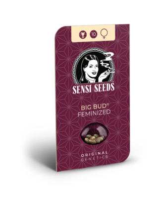 Hanfsamen Sensi Big Bud Feminized (XXL-Ertrag