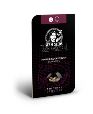 Hanfsamen Sensi Purple Cookie Kush Feminized (gut ausbalanciert) - HANS Brainfood