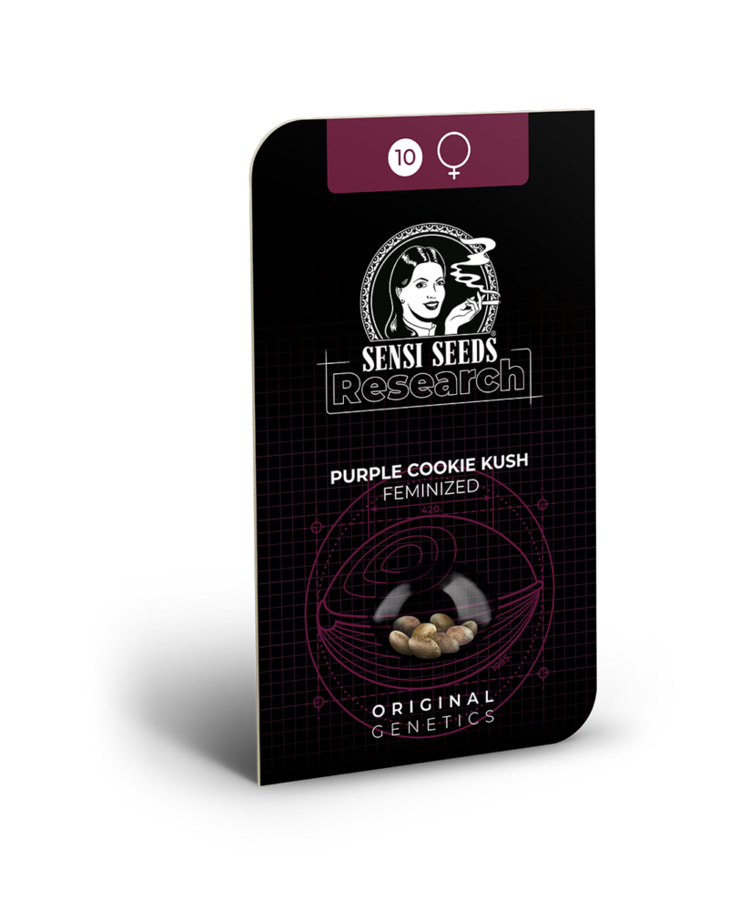 Hanfsamen Sensi Purple Cookie Kush Feminized (gut ausbalanciert) - HANS Brainfood