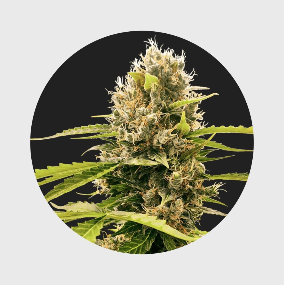 Legendary Cali Genetics Seeds Cream Mandarine 18% THC auto flowering - Happy420