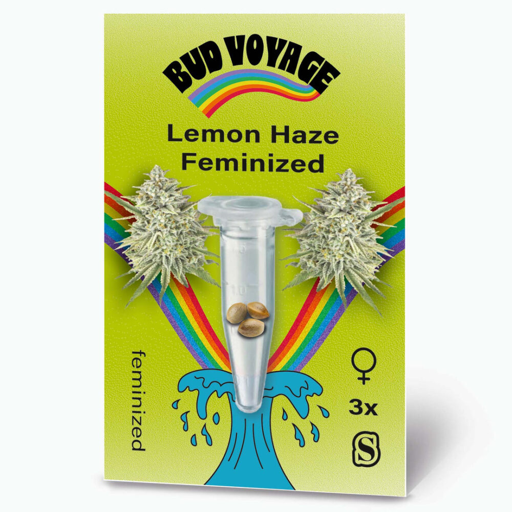 Lemon Haze Fem Hanfsamen von BudVoyage (euphorisch