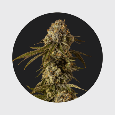 NEU!! Cali Genetics Mango Smile 25% THC auto flowering - Flower Power