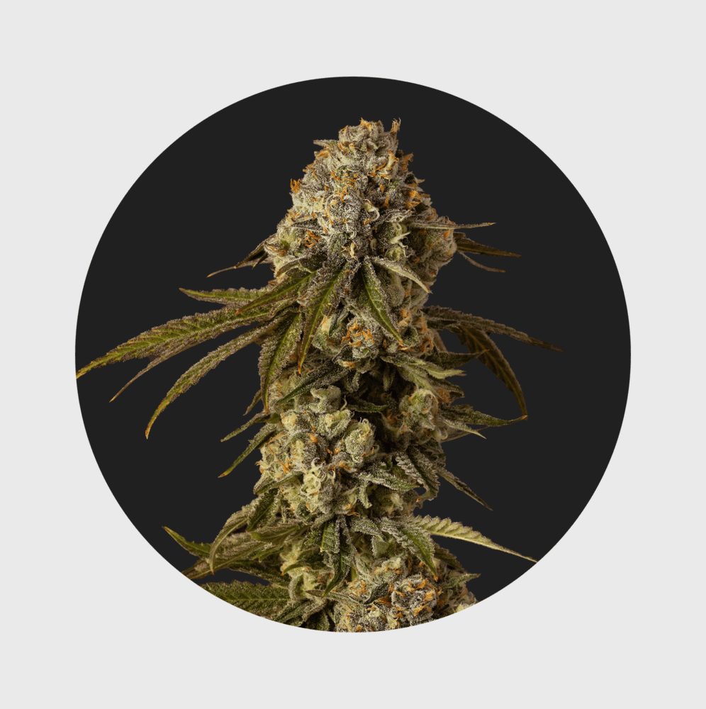 NEU!! Cali Genetics Mango Smile 25% THC auto flowering - Flower Power