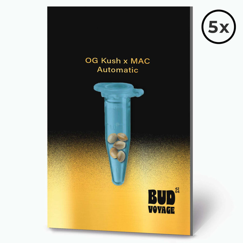 OG Kush X MAC Auto PREMIUM US Hanfsamen von BudVoyage (körperlich