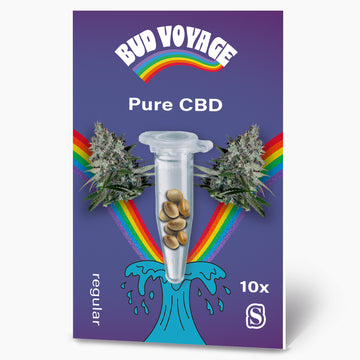Pure CBD Regular Hanfsamen von BudVoyage (reine CBD-Sorte