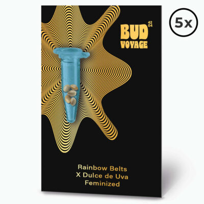 Rainbow Belts X Dulce de Uva Fem PREMIUM US Hanfsamen von BudVoyage (glücklich