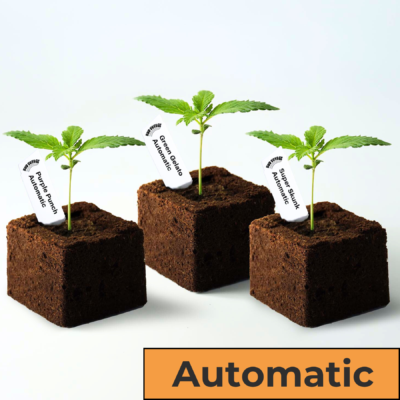 Sämling 3er Mix-Pack Auto - ready-to-bloom - HANS Brainfood