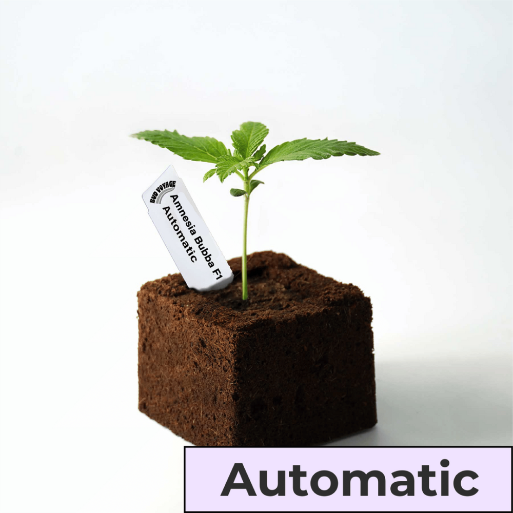 Sämling Amnesia Bubba F1 Auto (Happy
