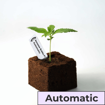 Sämling Amnesia Bubba F1 Auto (Happy