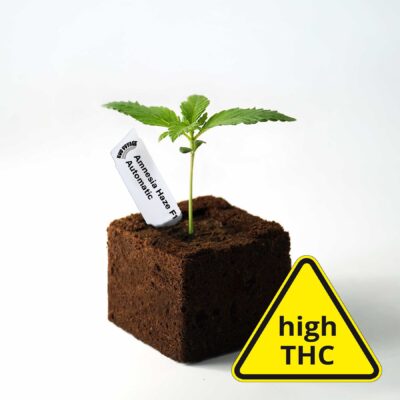 Sämling Amnesia Haze F1 Auto (Klassiker