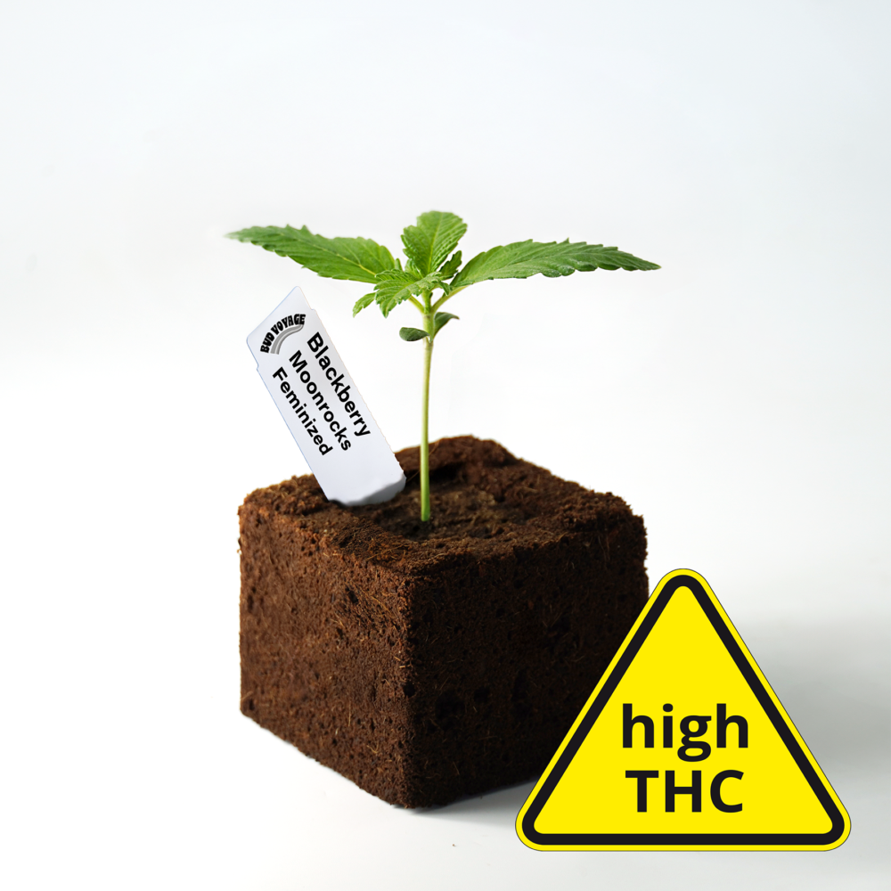 Sämling Blackberry Moonrocks Fem - ready-to-bloom (Happy