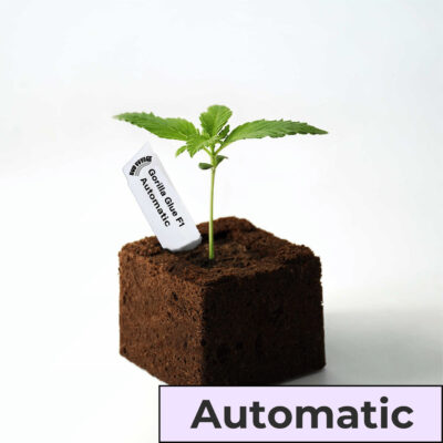 Sämling Gorilla Glue F1 Auto (gesellig