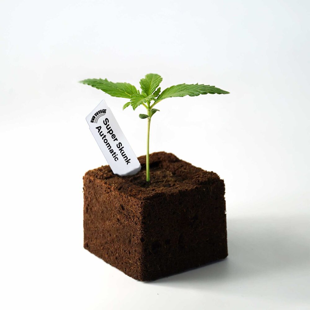 Sämling Super Skunk Auto - ready-to-bloom (Allrounder für Anfänger