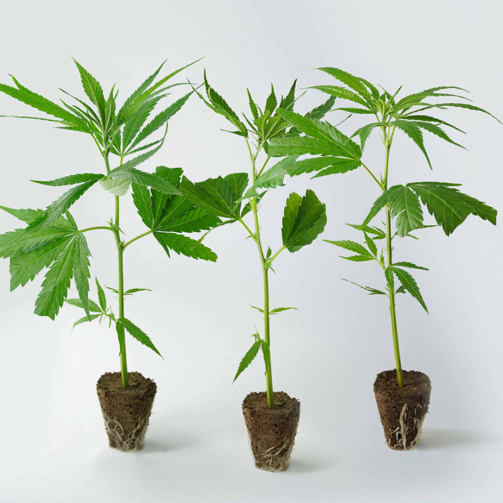 Steckling Super Silver Haze Fem (klar