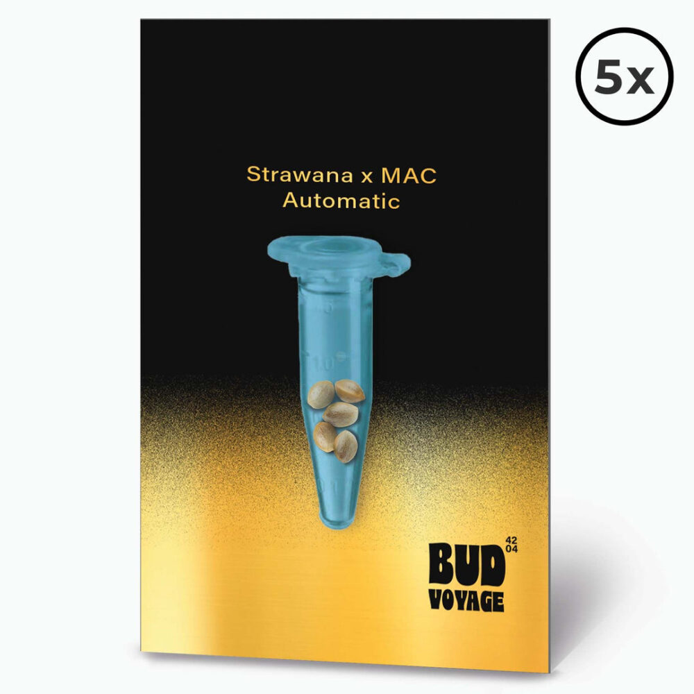 Strawnana X MAC Auto PREMIUM US Hanfsamen von BudVoyage (kreativ