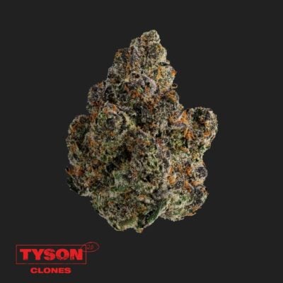 Tyson 2.0 Steckling - Intergalactic Toad - Happy420