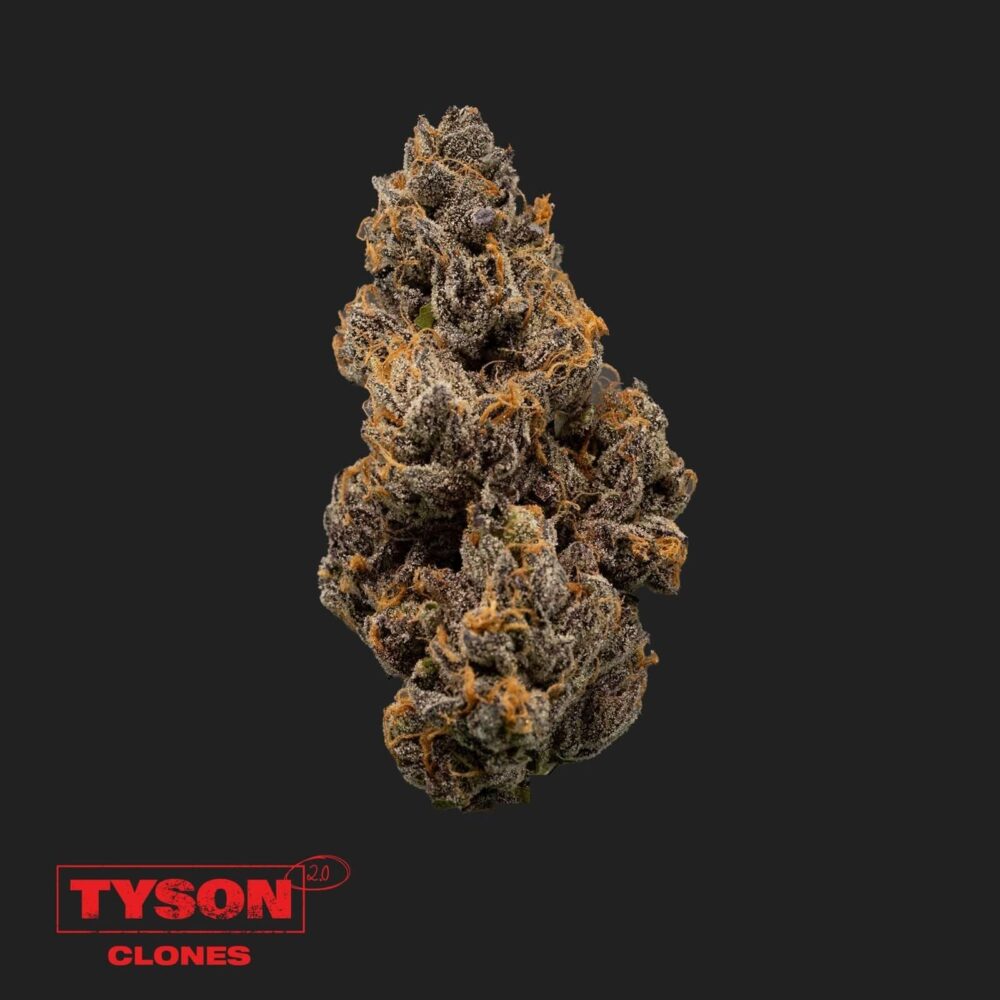 Tyson 2.0 Steckling - Knockout OG - Happy420