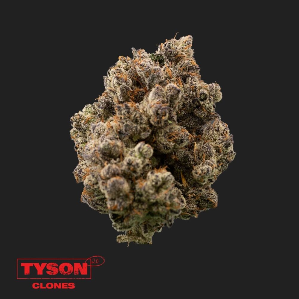 Tyson 2.0 - Tangie Hook - Happy420
