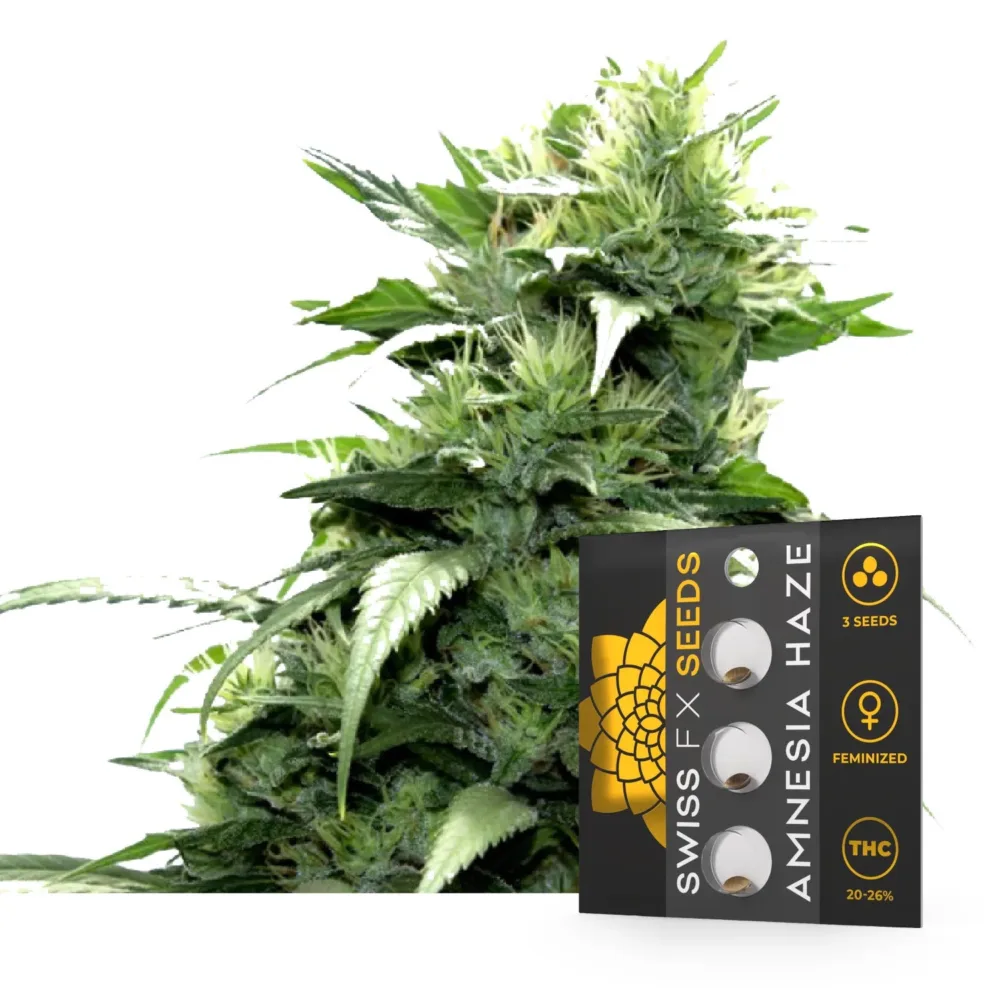 Amnesia Haze Samen - Swiss FX