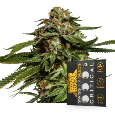 Critical Samen - Swiss FX