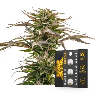 Gorilla Glue Samen - Swiss FX