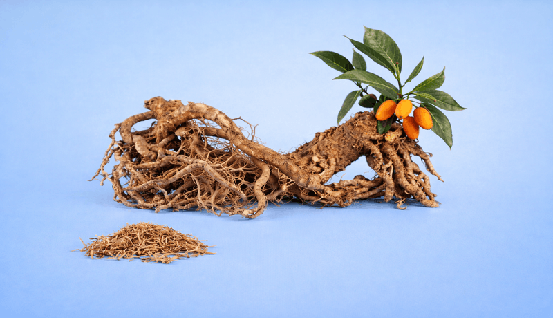 Iboga Produktkategorie