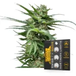 Northern Lights Samen