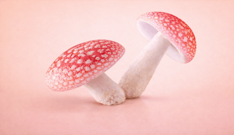 Psilo Produktkategorie