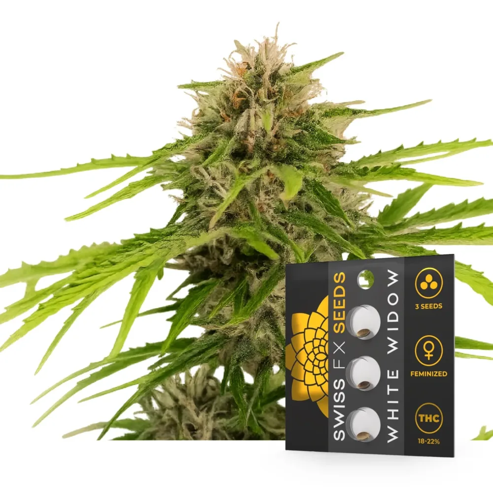 White Widow Samen - Swiss FX