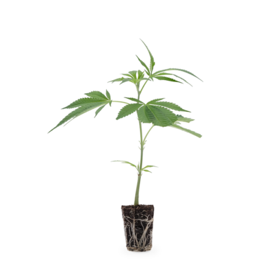 Animal Tsunami  - Hanfgarten