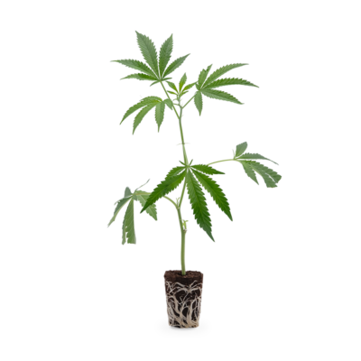 Apples & Bananas - Hanfgarten