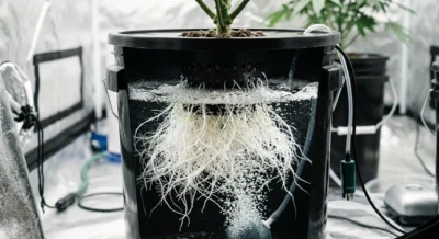 Gesunde weiße Cannabiswurzeln hängen in belüfteter Nährstofflösung eines DWC-Systems