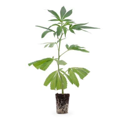 Dantes Inferno - Hanfgarten