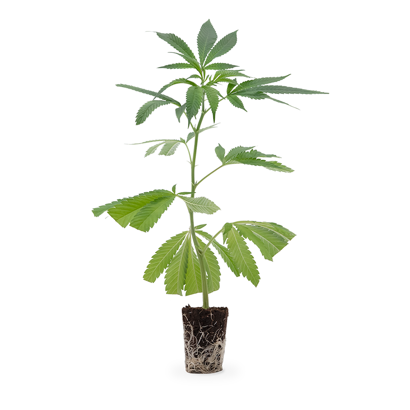 Dantes Inferno - Hanfgarten