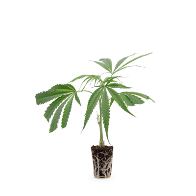 Harlequin Medical - Hanfgarten