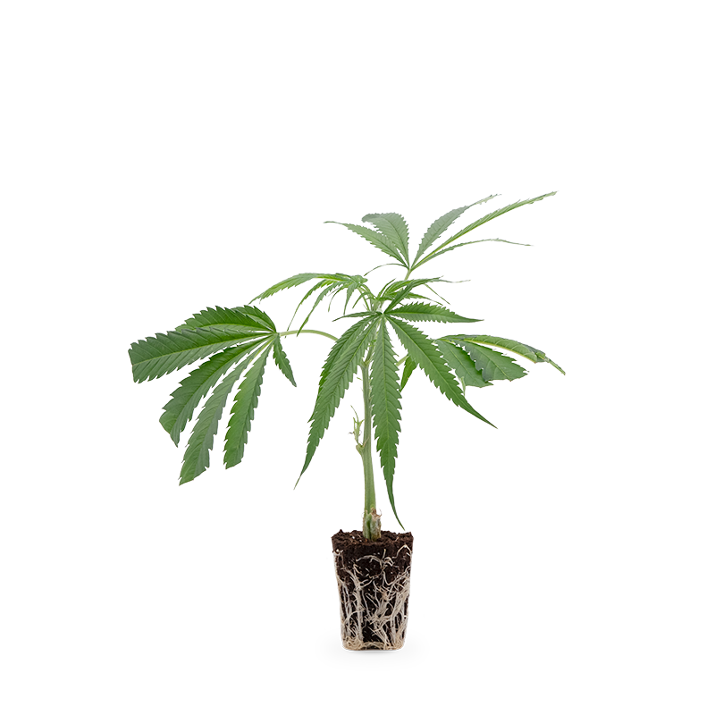 Harlequin Medical - Hanfgarten