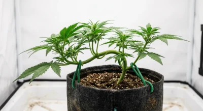 Junge Autoflower-Pflanze im Stofftopf mit grünem Pflanzenbinder, der den Haupttrieb seitlich fixiert