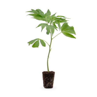 Pineapple Fruz - Hanfgarten