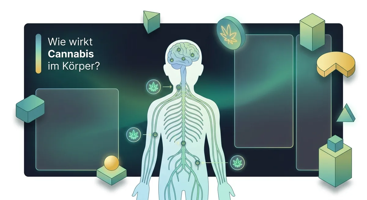 Schematische Darstellung des menschlichen Nervensystems mit markierten Rezeptorpunkten im Gehirn