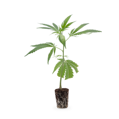 Strawberry Guava - Hanfgarten